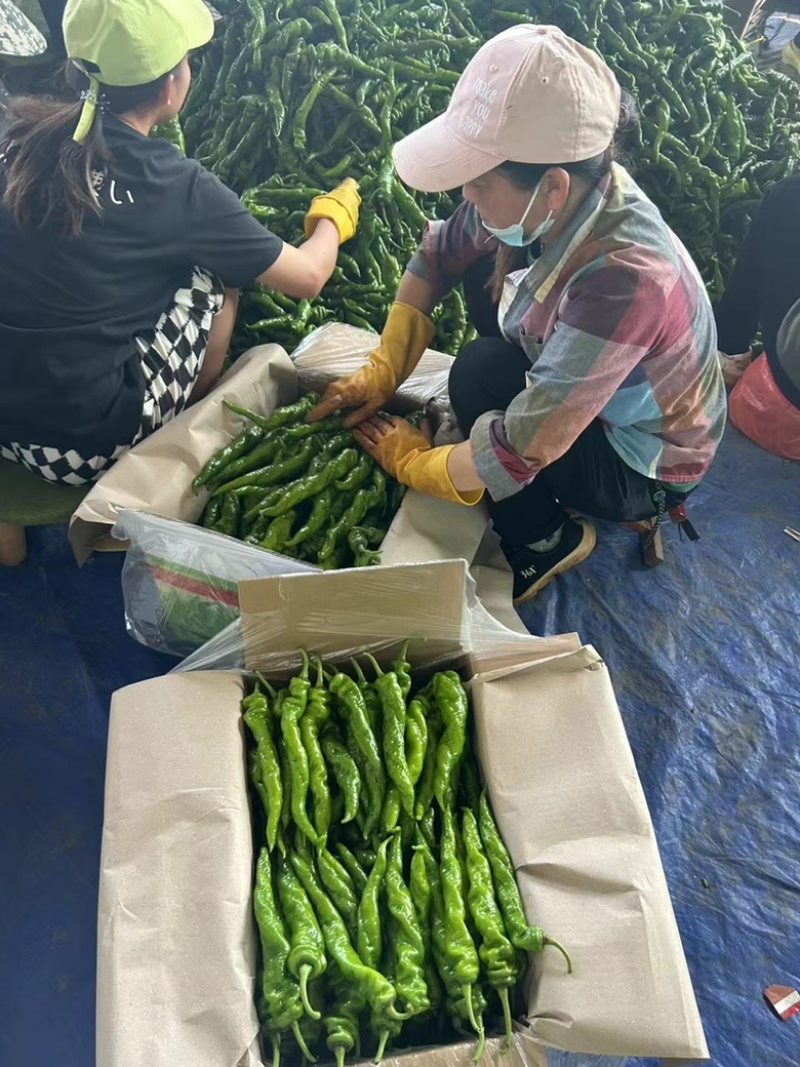 广东陇椒品质保证诚信经营欢迎联系接商超市场电商