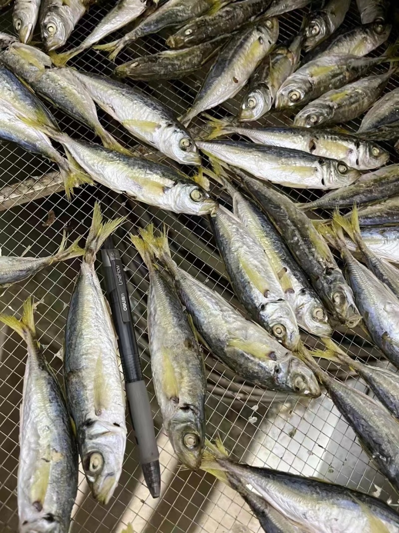 巴浪鱼不想炒菜来点巴浪鱼干配饭非常好吃自己买的鱼请人晒
