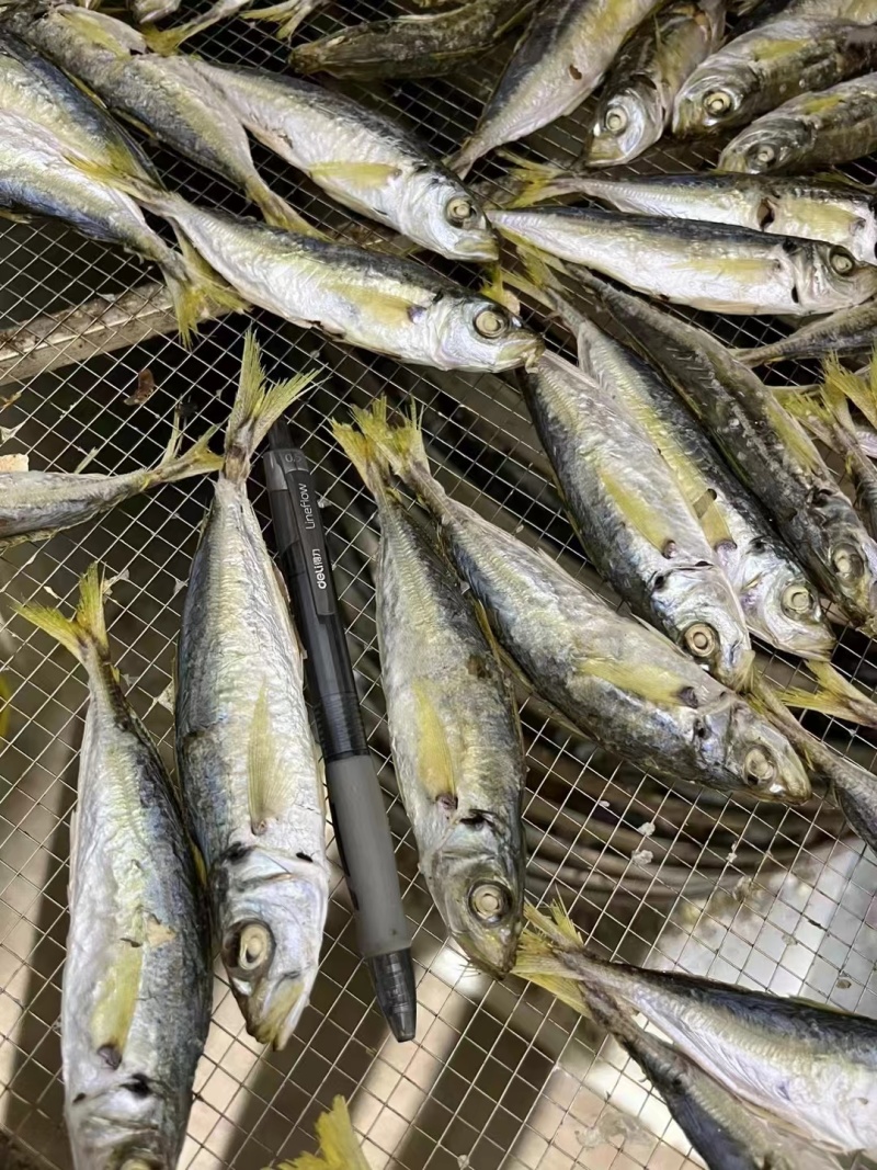 巴浪鱼不想炒菜来点巴浪鱼干配饭非常好吃自己买的鱼请人晒