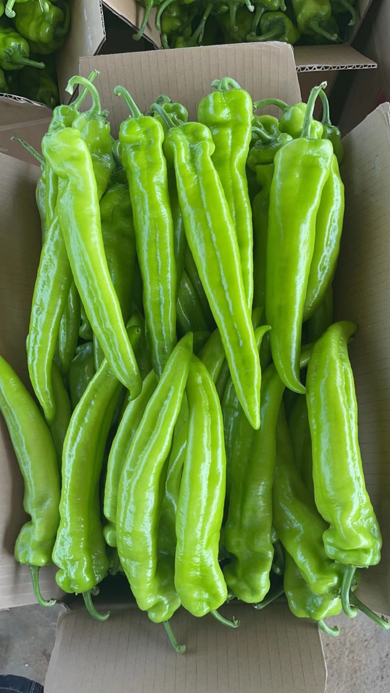 辽宁地区尖椒绿皮黄皮大量上市