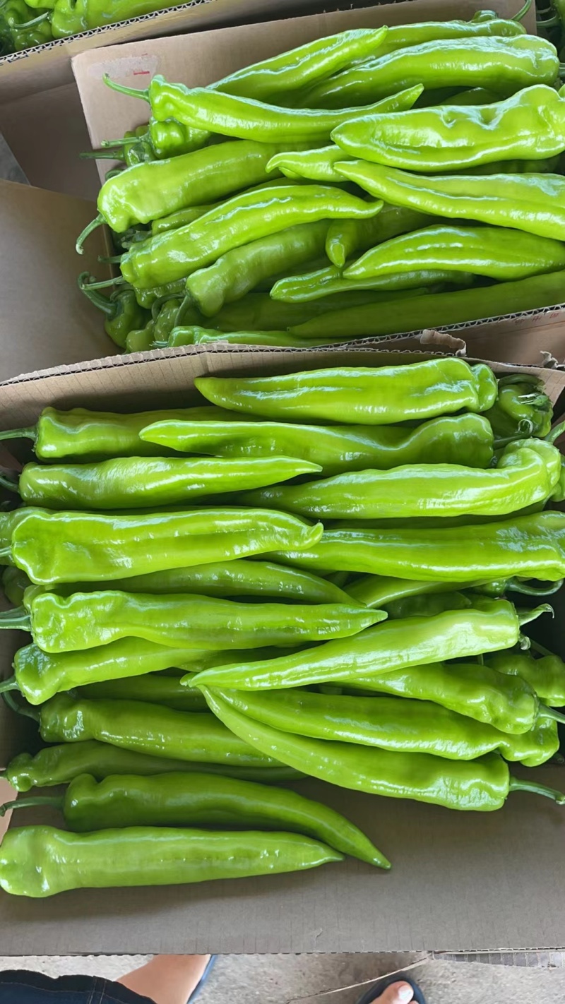 辽宁地区尖椒绿皮黄皮大量上市