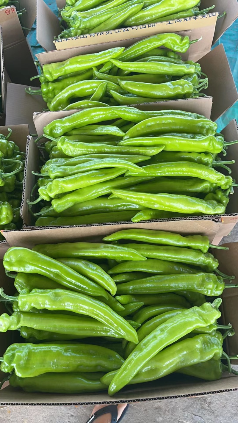 辽宁地区尖椒绿皮黄皮大量上市