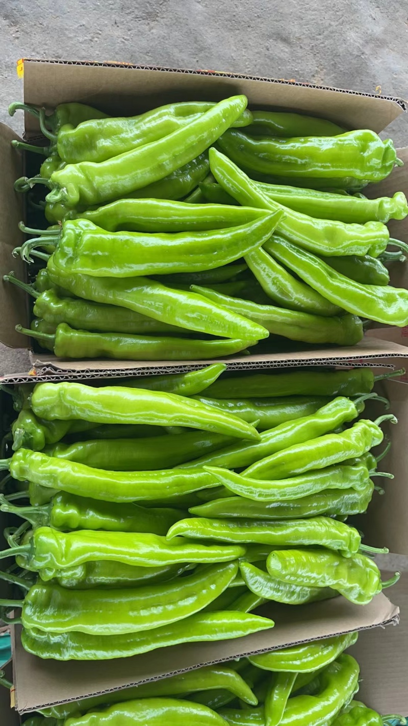 辽宁地区尖椒绿皮黄皮大量上市