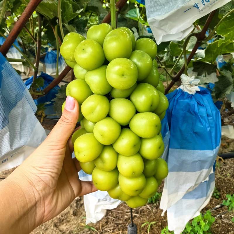 河北阳光玫瑰葡萄，大量上市中，自家种植，需要的老板联系