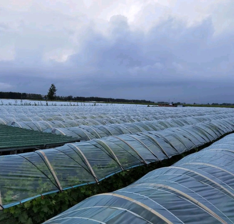 商水阳光玫瑰自家种植品质保证价格优惠量大价优