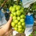 太康阳光玫瑰自家种植品质保证价格优惠量大价优