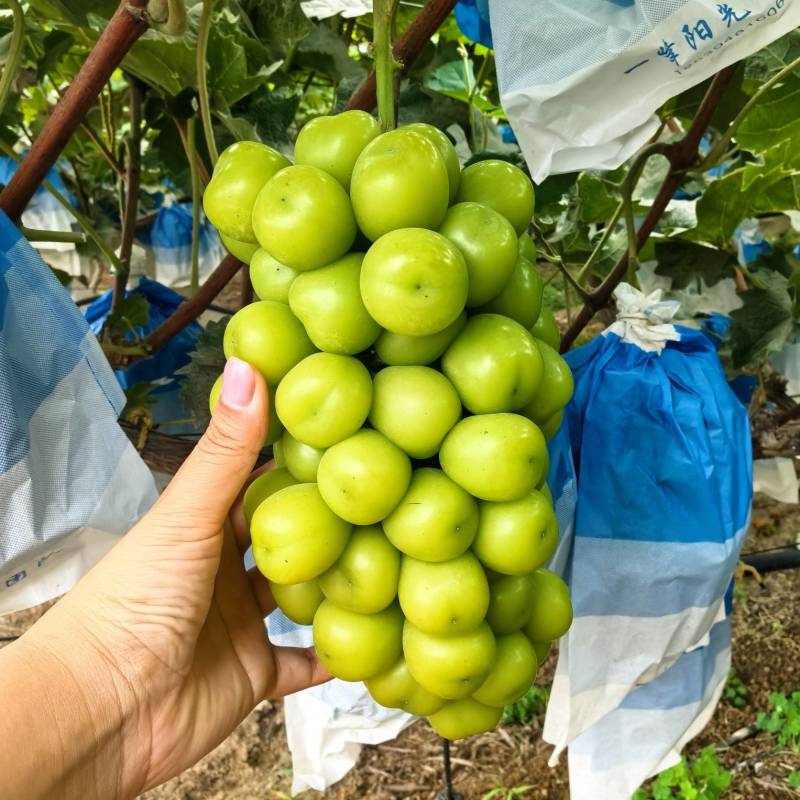 太康阳光玫瑰自家种植品质保证价格优惠量大价优