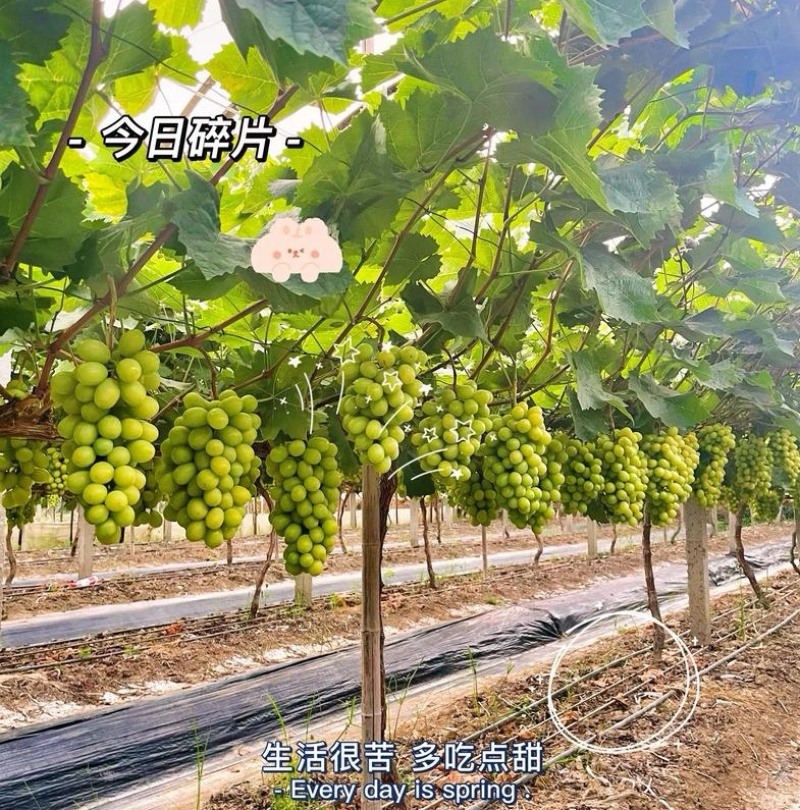 太康阳光玫瑰自家种植品质保证价格优惠量大价优