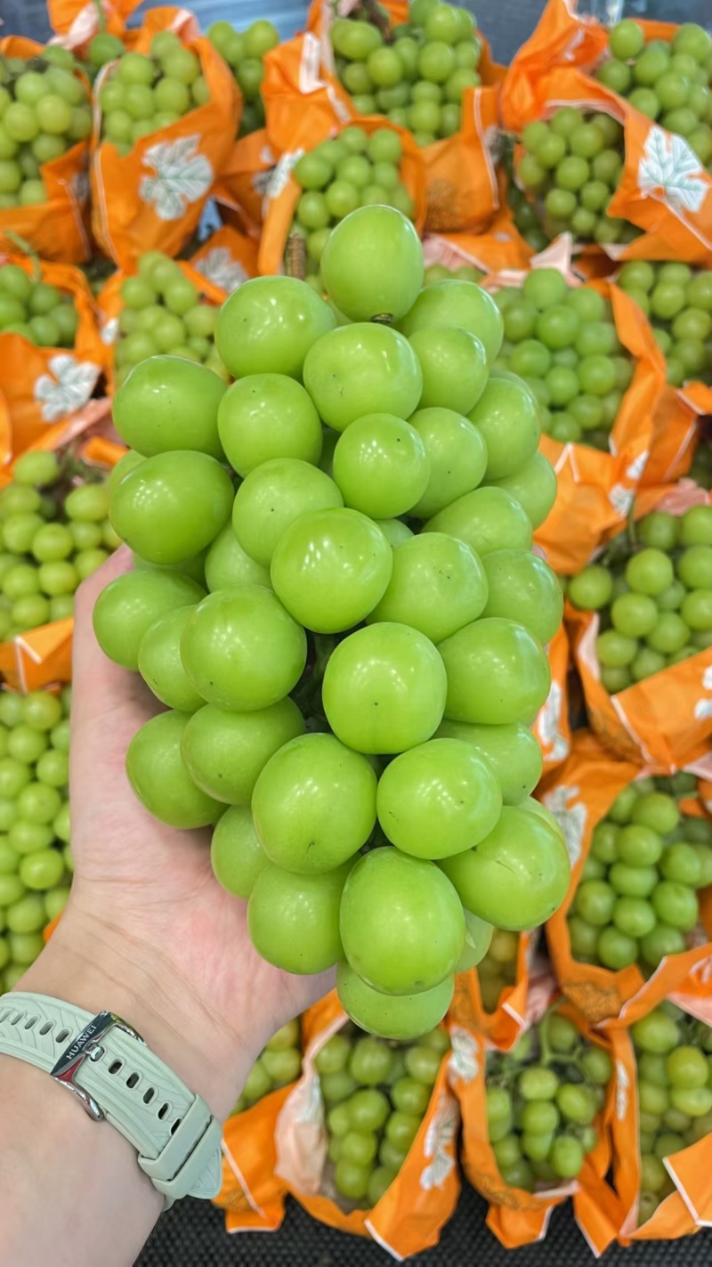 太康阳光玫瑰自家种植品质保证价格优惠量大价优