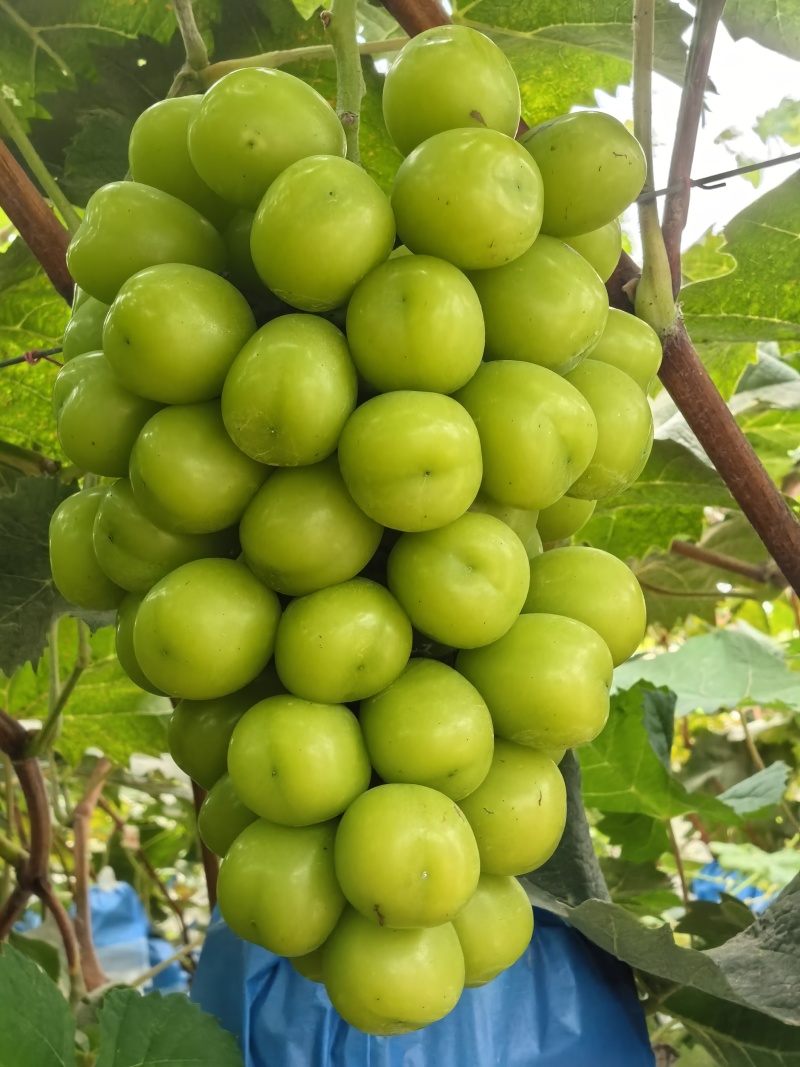 太康阳光玫瑰自家种植品质保证价格优惠量大价优