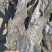 干海带海带盐菜海参菜海带根磨粉海带碎菜海带沙菜产地发货