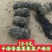 干海带海带干海带海带一棵菜海带皮海带养殖加工场直接供货
