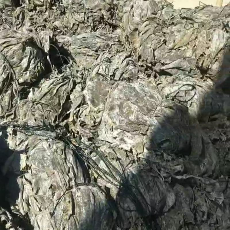 干海带海带干海带海带一棵菜海带皮海带养殖加工场直接供货