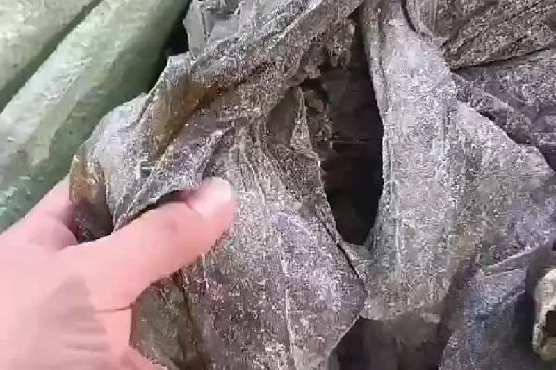 干海带海带干海带海带一棵菜海带皮海带养殖加工场直接供货