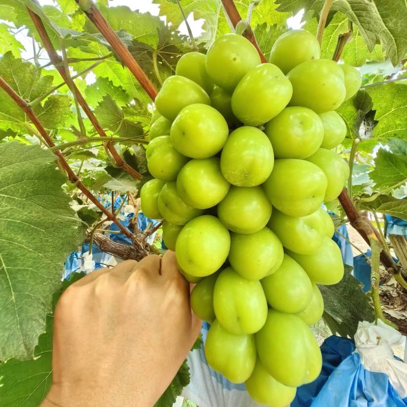 《周口葡萄阳光玫瑰葡萄》农户自产自销现摘现发量大从优
