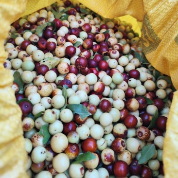 野生酸枣，出克高，保证质量，精品