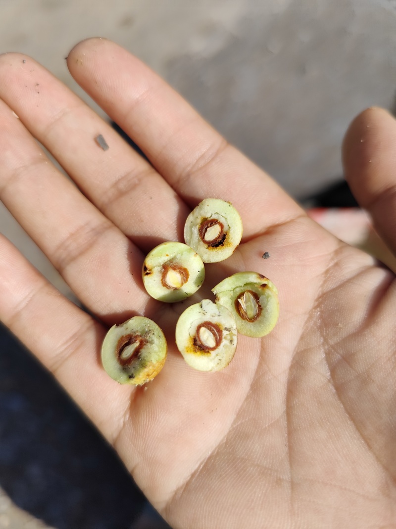 野生酸枣，出克高，保证质量，精品