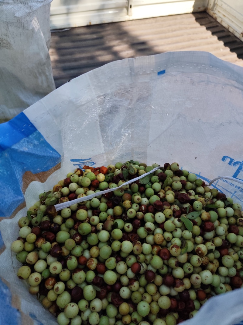 野生酸枣，出克高，保证质量，精品
