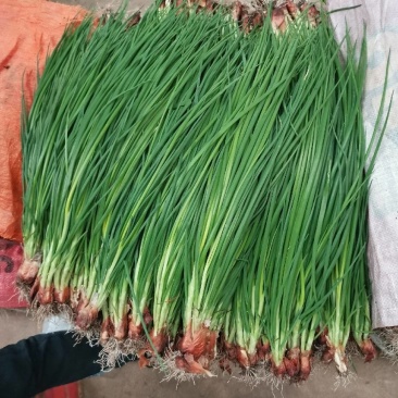小香葱