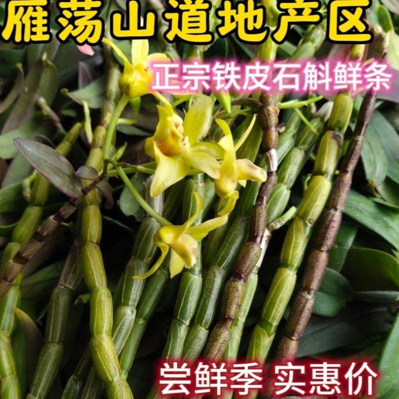 2025年浙江正宗红杆脚铁皮石斛鲜条胶质好粗壮云南基地
