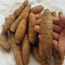 广东阳江牛大力鲜货各种规格产地直供量大价优欢迎来电咨询