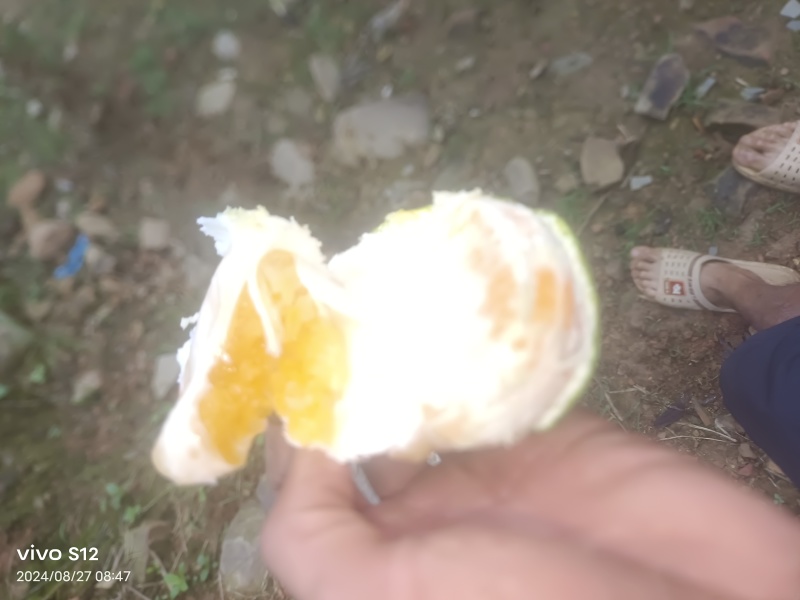 云南丑橘高次大泡果蜜桔小果电商果越南货炸街货