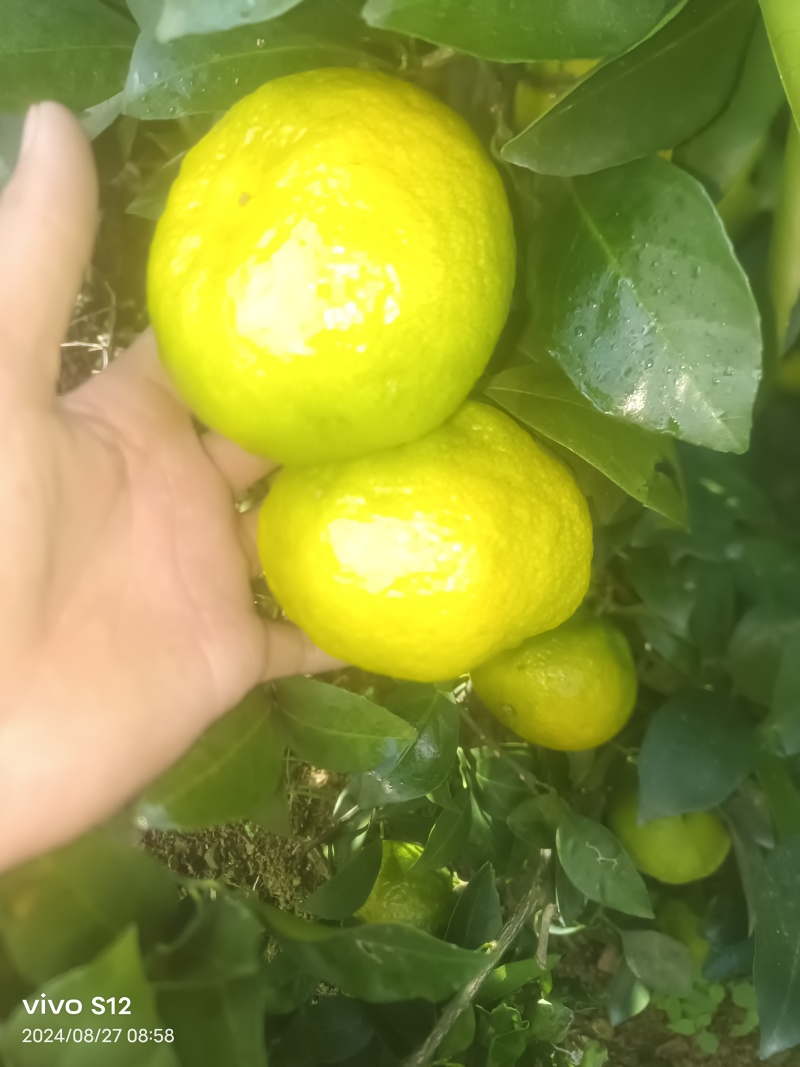 云南丑橘高次大泡果蜜桔小果电商果越南货炸街货