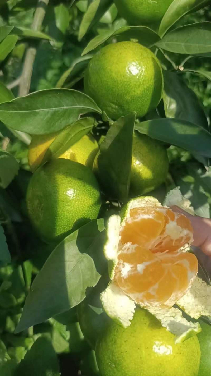 大芬