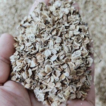 【优选】白芷种子成活率高提供种植技术欢迎来电咨询合作