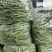白花四季豆高山四季豆现采现装大量上市保质保量