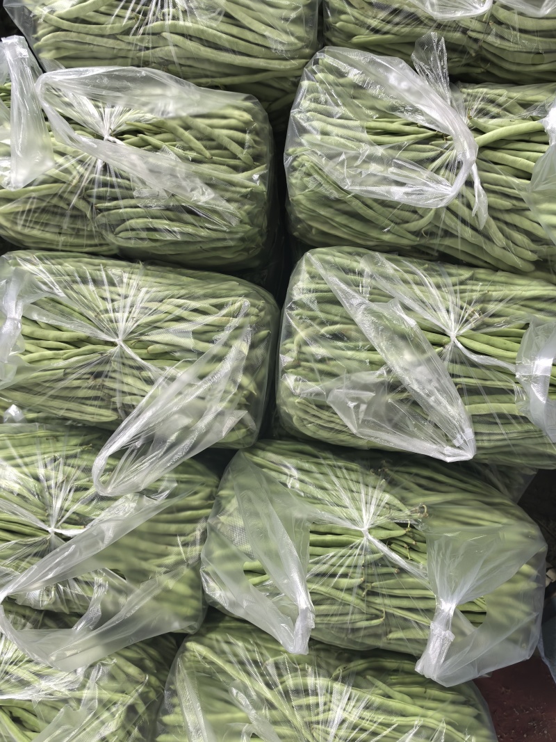 白花四季豆高山四季豆现采现装大量上市保质保量