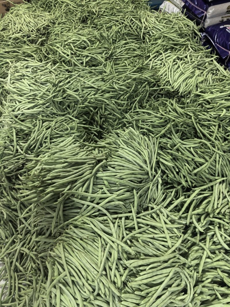 白花四季豆高山四季豆现采现装大量上市保质保量