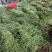 白花四季豆高山四季豆现采现装大量上市保质保量