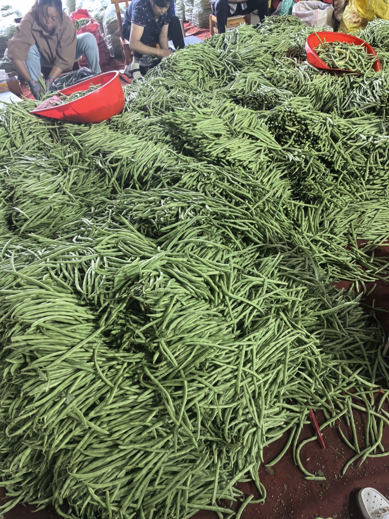白花四季豆高山四季豆现采现装大量上市保质保量