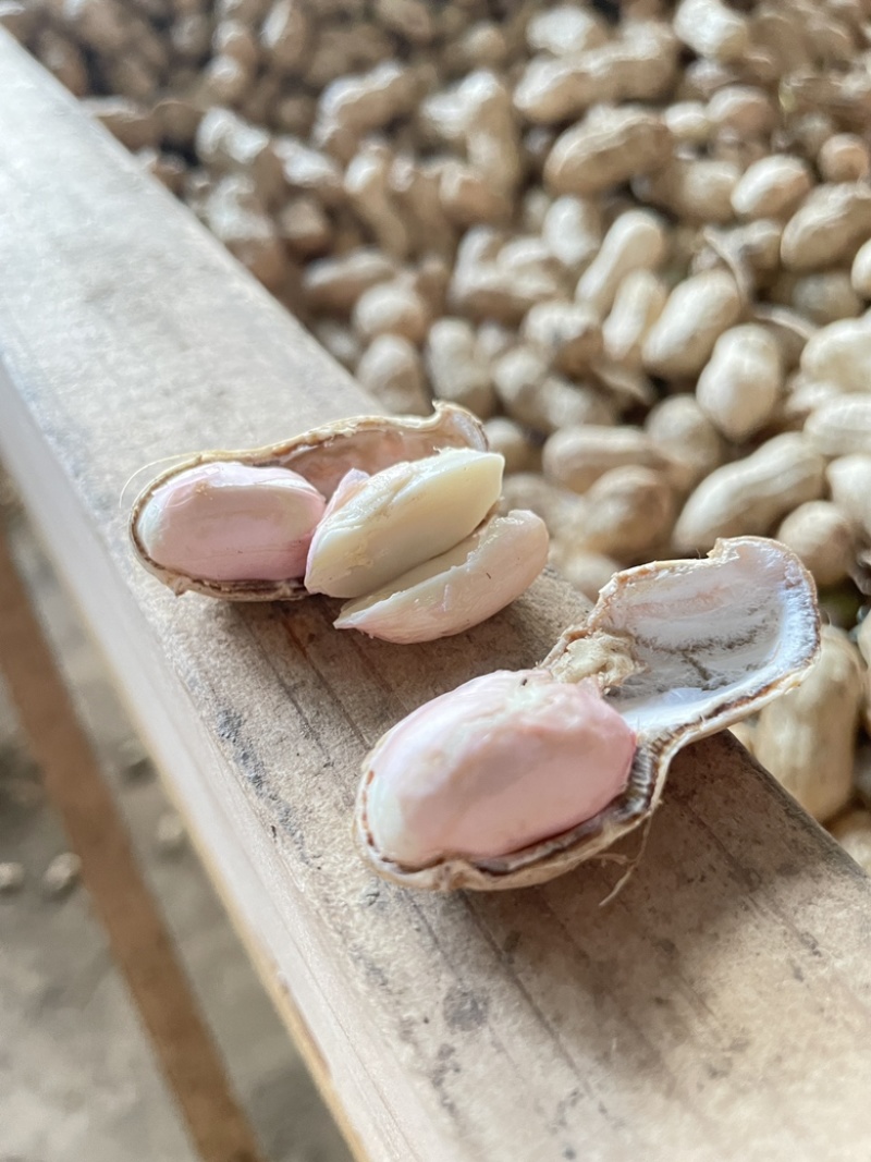 大白沙鲜花生，过筛精品，大吨位供应电商，市场，质量保证