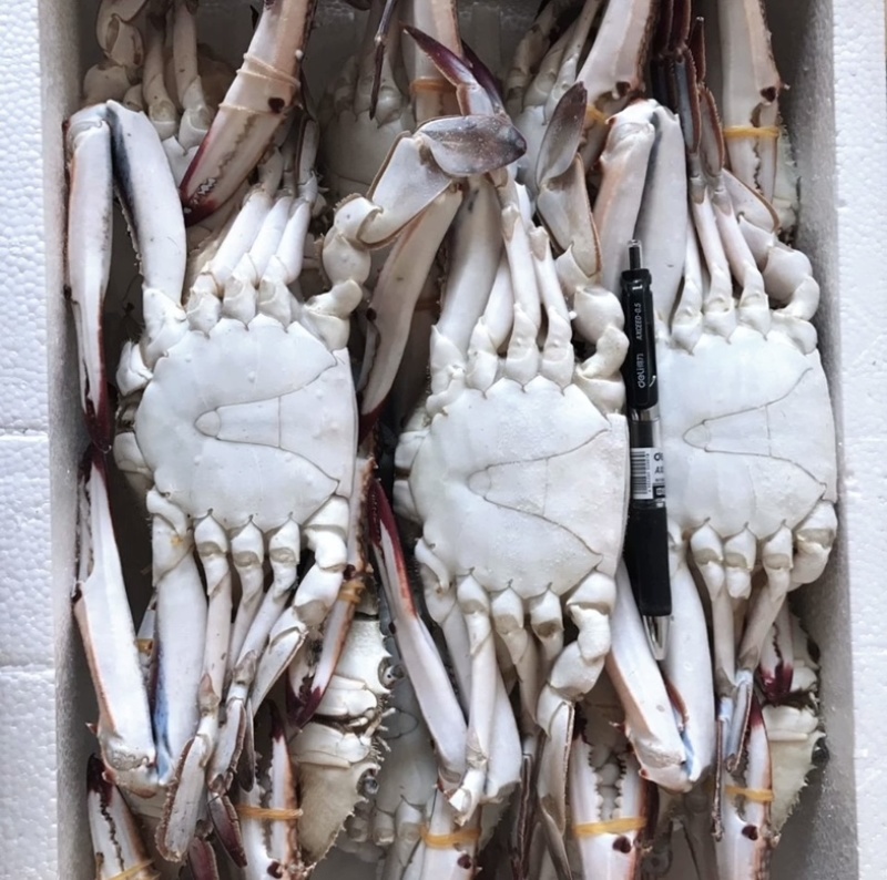 带箱梭子蟹鲜活新鲜超大特大速冻螃蟹公母蟹海鲜