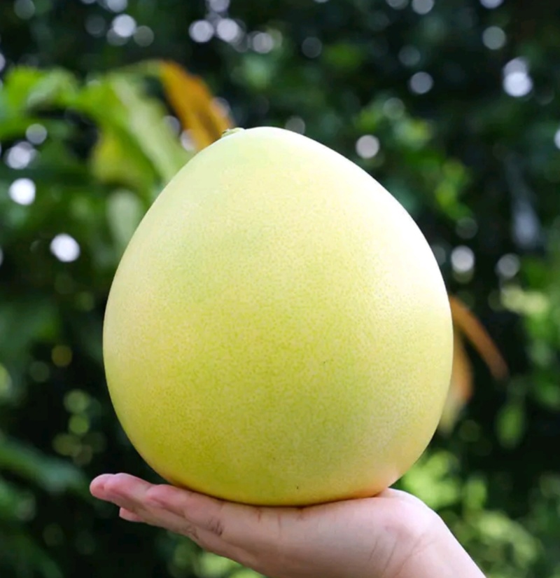 宜昌琯溪蜜柚红心柚白心柚电商批发商超出口一手货源诚