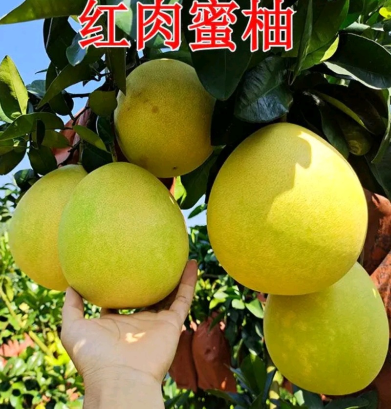 宜昌琯溪蜜柚红心柚白心柚电商批发商超出口一手货源诚