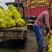 宜昌琯溪蜜柚红心柚白心柚电商批发商超出口一手货源诚