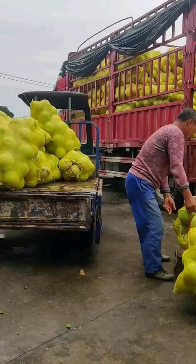 宜昌琯溪蜜柚红心柚白心柚电商批发商超出口一手货源诚