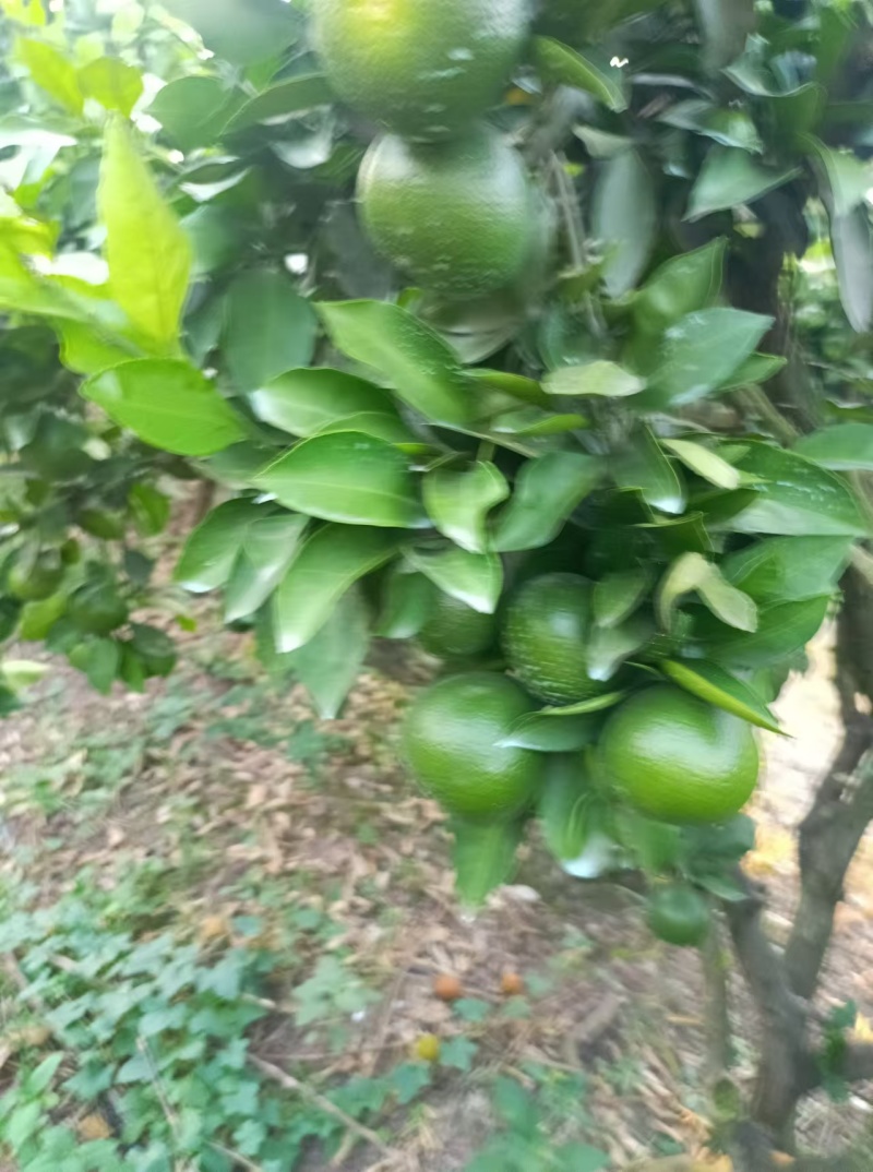 精品蜜橘，四川资阳蜜橘，基地直发，货源充足，欢迎采购
