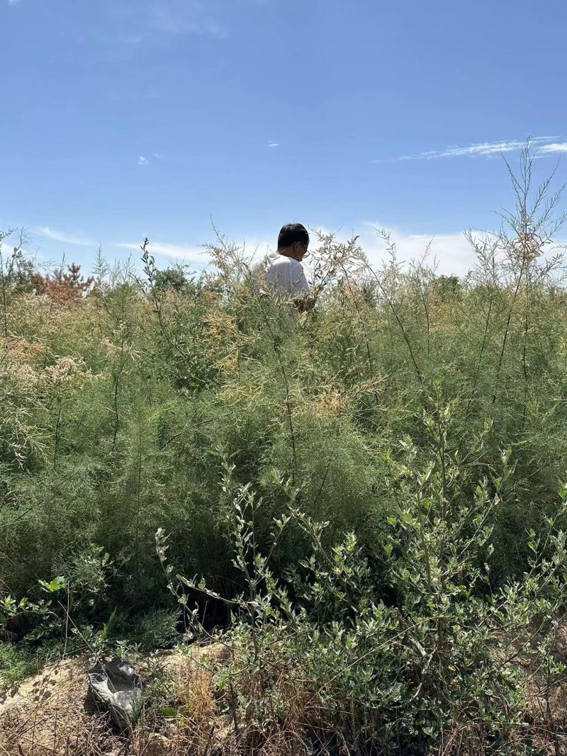 红柳杯苗