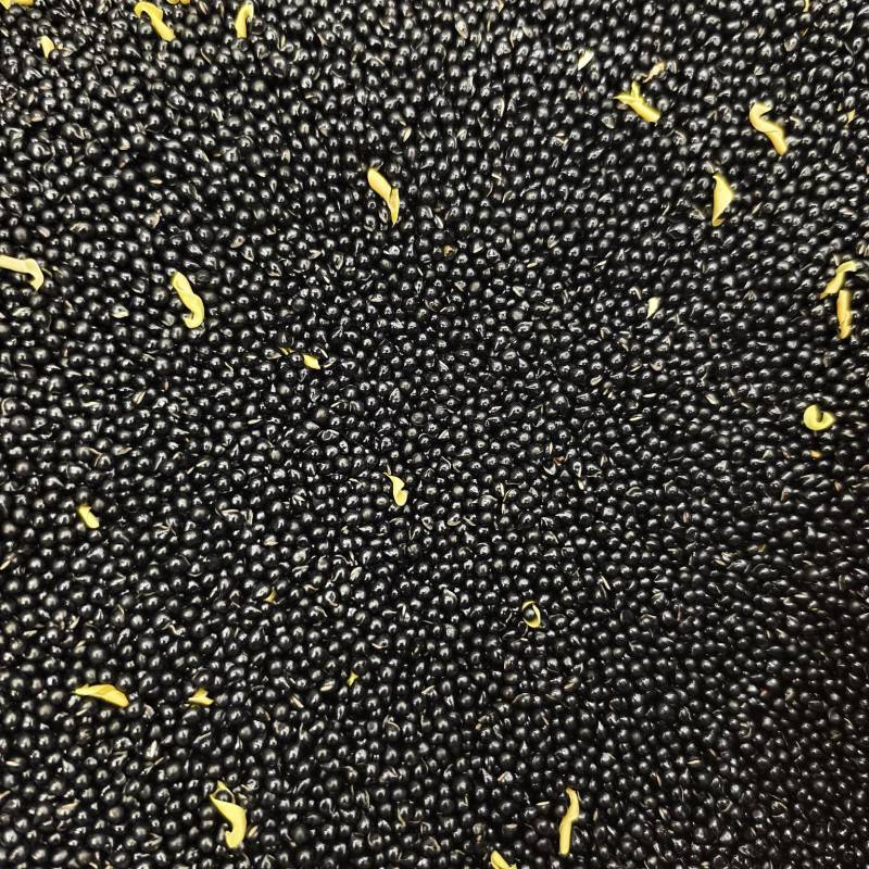 白鲜皮种子纯新货上市提供技术回收产品