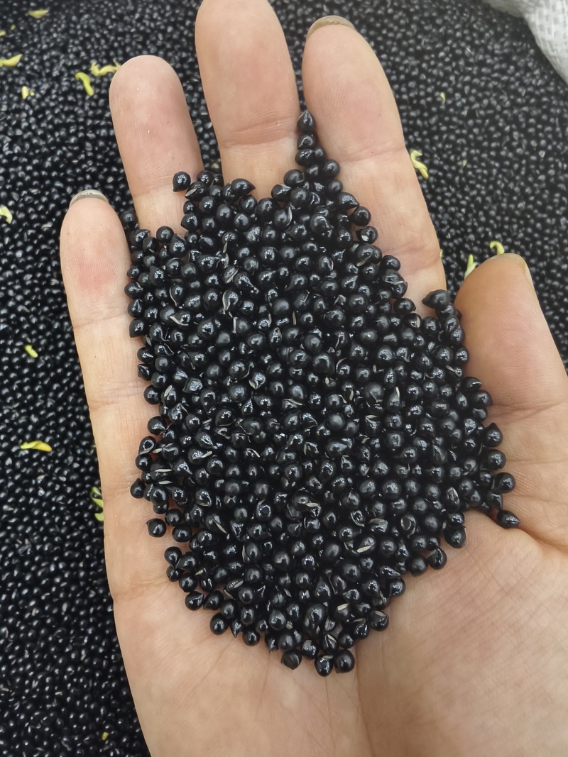 白鲜皮种子纯新货上市提供技术回收产品