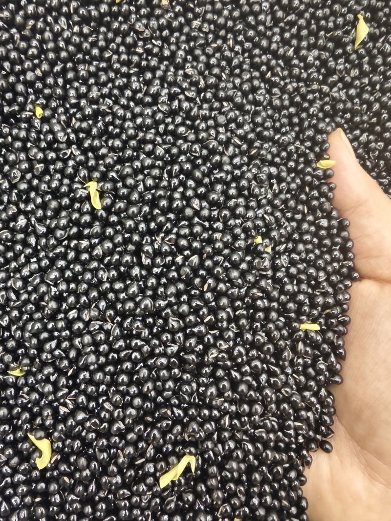 白鲜皮种子纯新货上市提供技术回收产品