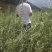 柠条杯苗