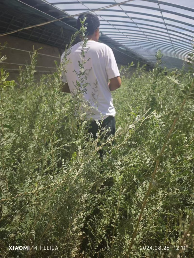 柠条杯苗