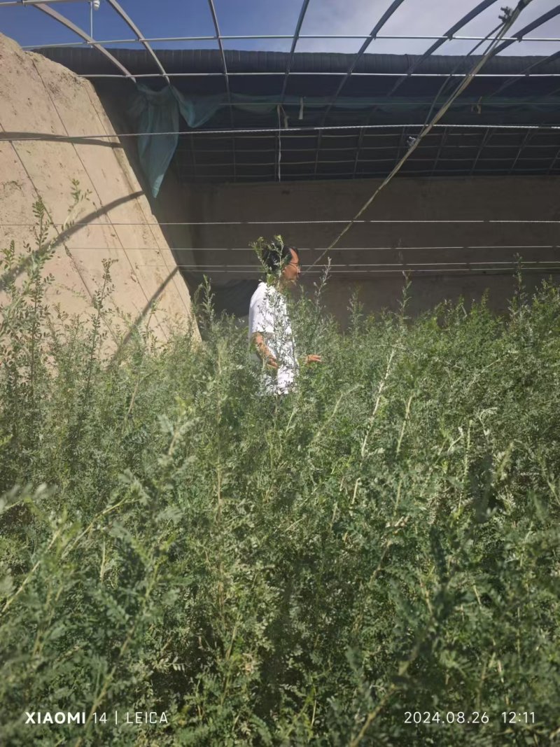 柠条杯苗