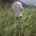 柠条杯苗