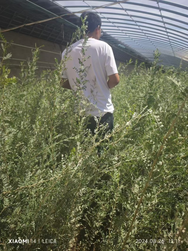 柠条杯苗